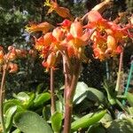 Cotyledon orbiculataFlower