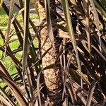 Cordyline australis Bark