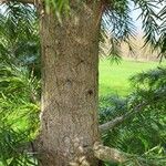 Torreya californica Casca