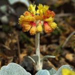 Eriogonum alpinum Fleur