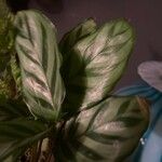 Calathea concinna Leaf