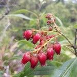 Agarista salicifolia Flor