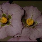 Solanum umbelliferum Flor