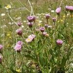 Erigeron alpinus Habitatea