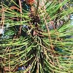 Pinus heldreichii Folha