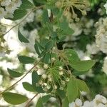 Spiraea × vanhoutteiFolla