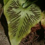 Asplenium hemionitis Leaf