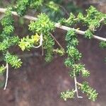 Adenocarpus viscosus Blatt