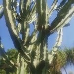 Euphorbia murielii List