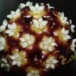 Hoya callistophylla Flower