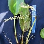 Stelis gelida Other