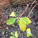 Crataegus douglasii Leaf