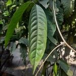 Ixora chinensis Blatt