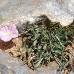 Convolvulus oleifolius Habit