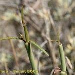 Ceropegia dichotoma Other