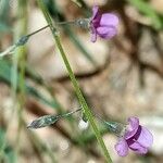 Tephrosia dregeana Flower