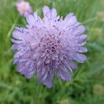 Knautia arvensis Flor