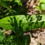 Cirsium altissimum ഇല