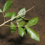 Albizia adinocephala Blatt