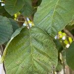 Cordia africana Folla