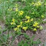 Sedum acreFlor