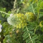 Astragalus alopecurus 花