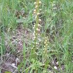 Orchis anthropophora 形態