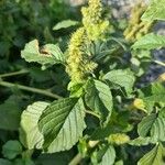 Amaranthus retroflexus 葉