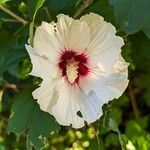 Hibiscus syriacusŽiedas