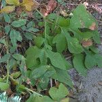 Tacca leontopetaloides Листок