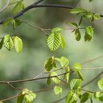 Carpinus caroliniana ഇല