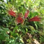 Alstroemeria psittacina Flower
