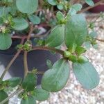 Portulaca oleraceaЛіст