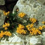 Cytisus ardoinoi Habit