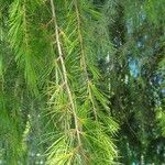 Cedrus libani 葉