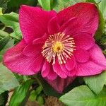 Helleborus orientalisFlower