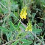 Trigonella esculenta Diğer