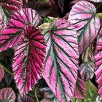 Begonia brevirimosa Leaf