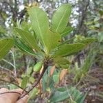 Pleioluma baueri Habit