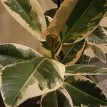 Ficus elastica Leaf