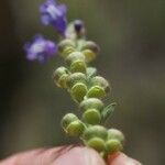 Scutellaria drummondii Çiçek