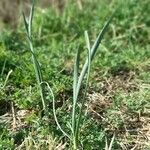 Allium oleraceumLeaf