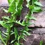 Taraxacum mongolicum Folla