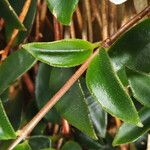 Codonanthe crassifolia Liść