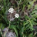 Carum verticillatum Flower