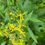 Senecio ovatusLorea