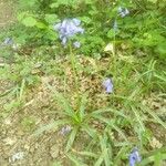 Hyacinthoides non-scriptaFlor