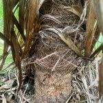 Cordyline indivisa Bark