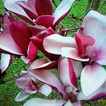 Magnolia liliiflora Flor