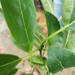 Cordia gerascanthus Liść